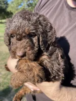 MudBone, a male Labradoodle for sale in Kingston, OK – 1 of 3