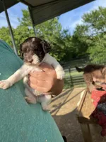 Jeff, a male Labradoodle for sale in Kingston, OK – Photo 2 of 4