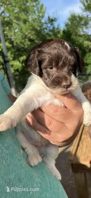 Jeff, a male Labradoodle for sale in Kingston, OK – Photo 1 of 4
