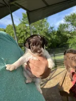 Jeff, a male Labradoodle for sale in Kingston, OK – Photo 3 of 4