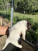 Jeff, a male Labradoodle for sale in Kingston, OK – Photo 4 of 4