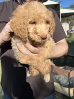 Goldy, a male Labradoodle for sale in Kingston, OK – 2 of 6