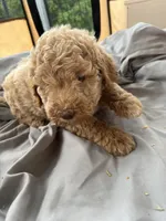 Shaggy, a female Labradoodle for sale in Kingston, OK – Photo 4 of 4