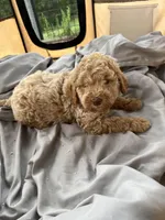 Shaggy, a female Labradoodle for sale in Kingston, OK – Photo 3 of 4