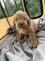 Shaggy, a female Labradoodle for sale in Kingston, OK – Photo 2 of 4