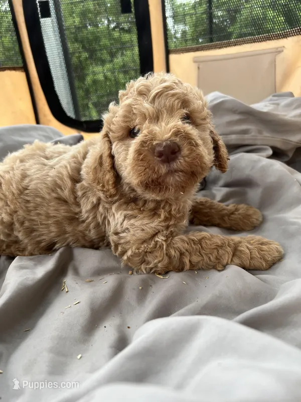 Shaggy – Labradoodle puppy for sale in Kingston, OK