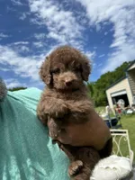 Mrs Kisses (Kissy), a female Labradoodle for sale in Kingston, OK – Photo 1 of 4