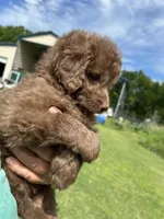 Mrs Kisses (Kissy), a female Labradoodle for sale in Kingston, OK – Photo 2 of 4