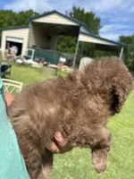 Mrs Kisses (Kissy), a female Labradoodle for sale in Kingston, OK – Photo 3 of 4