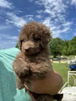 Mrs Kisses (Kissy), a female Labradoodle for sale in Kingston, OK – Photo 4 of 4