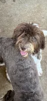 Zebs, a female Labradoodle for sale in Kingston, OK – 6 of 6