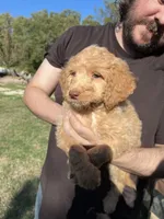 Goldy, a male Labradoodle for sale in Kingston, OK – 5 of 6