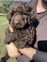 Gracie, a female Labradoodle for sale in Kingston, OK – 2 of 4