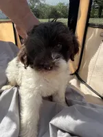 Zebby , a female Labradoodle for sale in Kingston, OK – Photo 3 of 4