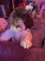 Zebby , a female Labradoodle for sale in Kingston, OK – 4 of 4