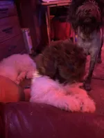 Zebby , a female Labradoodle for sale in Kingston, OK – 3 of 4