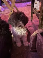 Zebby , a female Labradoodle for sale in Kingston, OK – 2 of 4