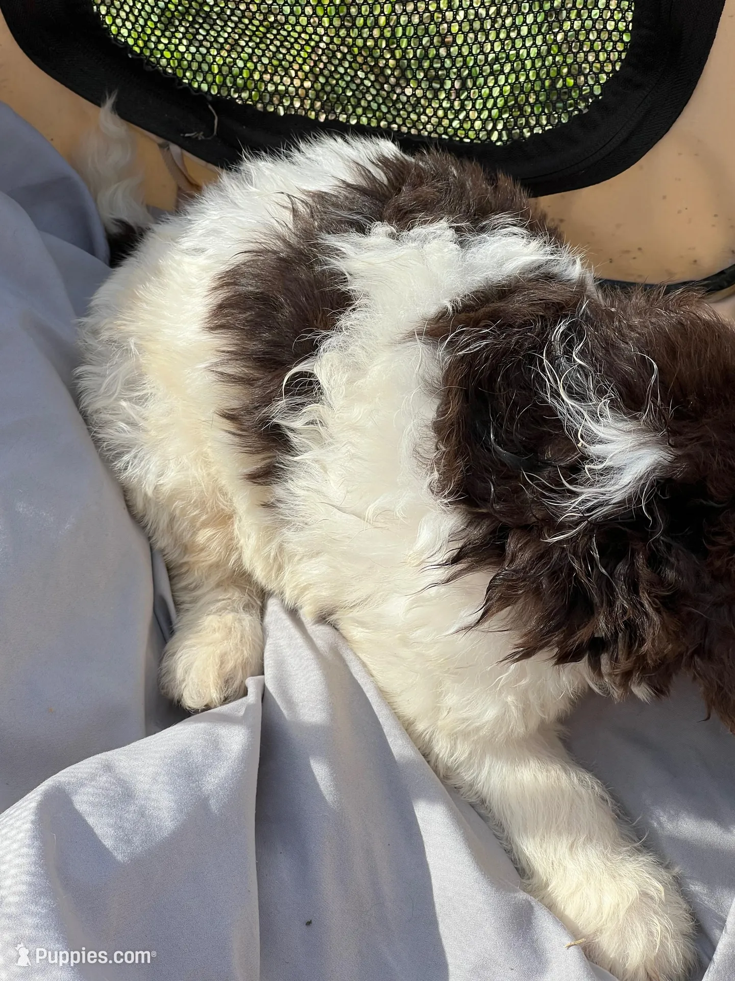 Zebby , a female Labradoodle for sale in Kingston, OK – Photo 4 of 4