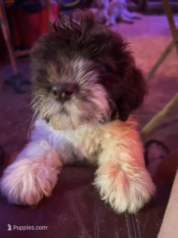 Zebby  – Labradoodle puppy for sale in Kingston, OK