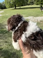 Zebby , a female Labradoodle for sale in Kingston, OK – Photo 2 of 4