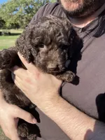 Gracie, a female Labradoodle for sale in Kingston, OK – 3 of 4
