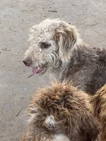 Kissy, a female Labradoodle for sale in Kingston, OK – 4 of 4