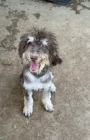 Lava Bean, a female Labradoodle for sale in Kingston, OK – 1 of 1
