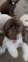 Zebs, a female Labradoodle for sale in Kingston, OK – 1 of 6