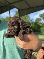 Chocolate boy #3, a male Labradoodle for sale in Kingston, OK – Photo 3 of 3
