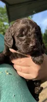 Chocolate boy #3, a male Labradoodle for sale in Kingston, OK – Photo 1 of 3