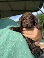 Chocolate boy #3, a male Labradoodle for sale in Kingston, OK – Photo 2 of 3