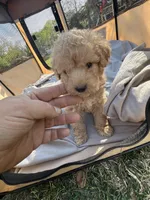 Jewel, a female Labradoodle for sale in Kingston, OK – Photo 6 of 6