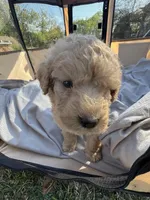 Jewel, a female Labradoodle for sale in Kingston, OK – Photo 4 of 6
