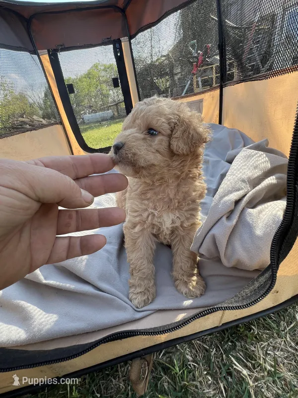Jewel – Labradoodle puppy for sale in Kingston, OK