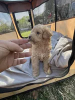 Jewel, a female Labradoodle for sale in Kingston, OK – Photo 1 of 6