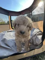 Jewel, a female Labradoodle for sale in Kingston, OK – Photo 3 of 6