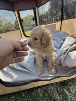 Jewel, a female Labradoodle for sale in Kingston, OK – Photo 2 of 6