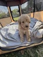 Jewel, a female Labradoodle for sale in Kingston, OK – Photo 5 of 6