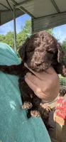 Chocolate boy #4, a male Labradoodle for sale in Kingston, OK – Photo 2 of 3