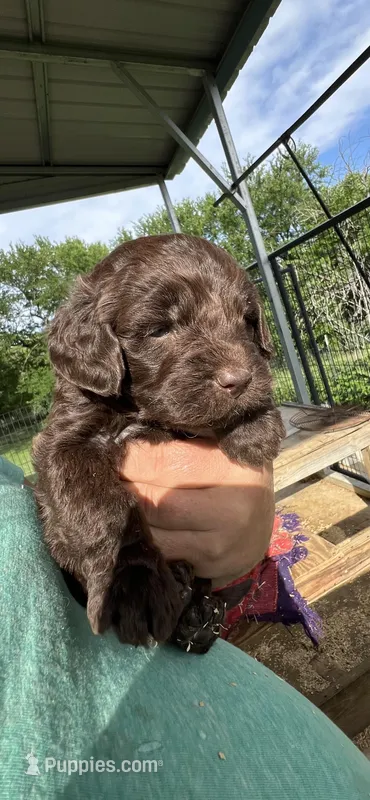 Chocolate boy #4, a male Labradoodle for sale in Kingston, OK – Photo 1 of 3