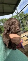 Chocolate boy #4, a male Labradoodle for sale in Kingston, OK – Photo 1 of 3