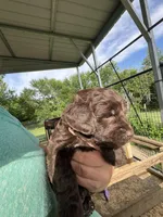 Chocolate boy #4, a male Labradoodle for sale in Kingston, OK – Photo 3 of 3