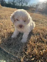 processed/073bb1db-7d1c-4022-9918-088c1f89bd01/listing/bf85d798-b52a-4567-84a0-679f082167b7/7ff293fe-4880-46a7-9780-97ff769df451