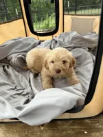 Muffin, a female Labradoodle for sale in Kingston, OK – Photo 3 of 4