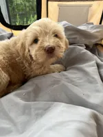 Muffin, a female Labradoodle for sale in Kingston, OK – Photo 2 of 4