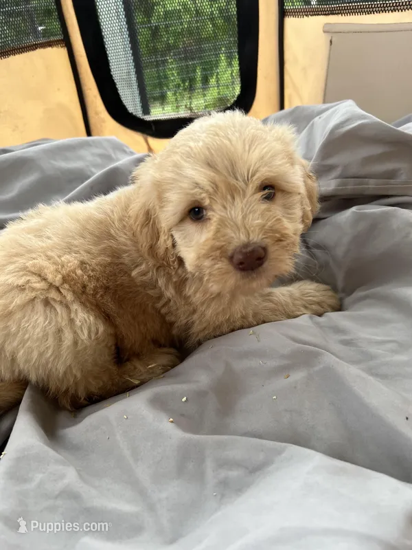 Muffin – Labradoodle puppy for sale in Kingston, OK