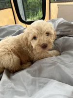 Muffin, a female Labradoodle for sale in Kingston, OK – Photo 1 of 4