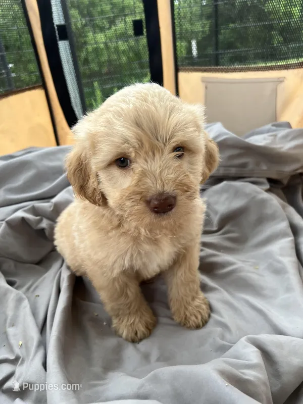 Nicholas – Labradoodle puppy for sale in Kingston, OK