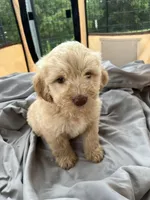 Muffin, a female Labradoodle for sale in Kingston, OK – Photo 4 of 4