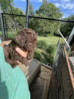 Chocolate boy #1, a male Labradoodle for sale in Kingston, OK – Photo 4 of 4